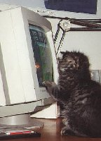 PC chasing the screen-saver