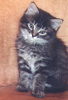 The Hallmark cat